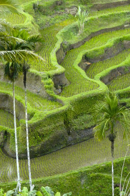 Alami Villa Ubud Extérieur photo